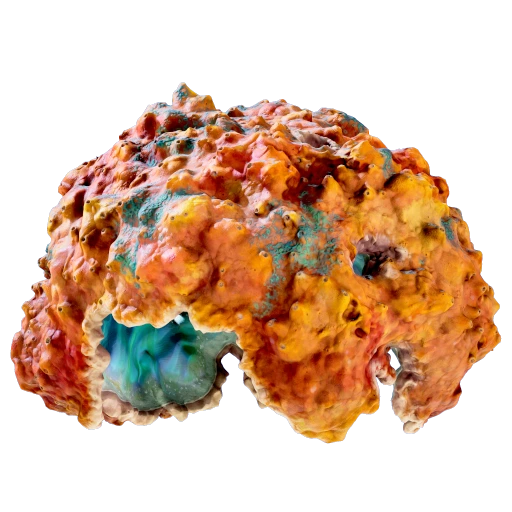 Coral Dome