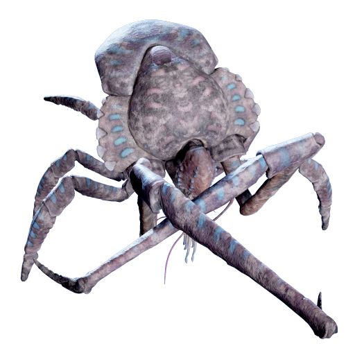 Dead Coral Crab